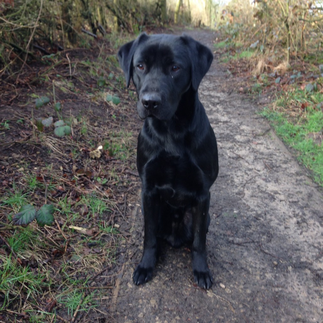 Part trained Gundog for sale