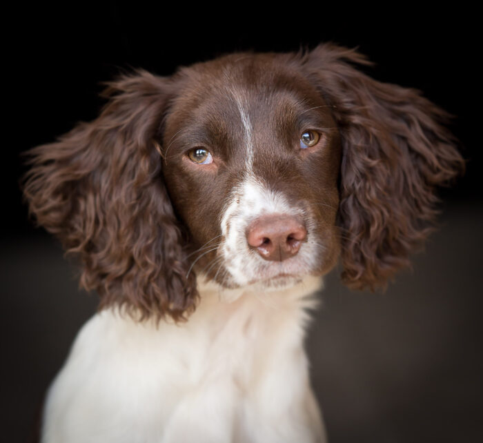 Puppy Training Course - Tuesday 22nd April @6pm