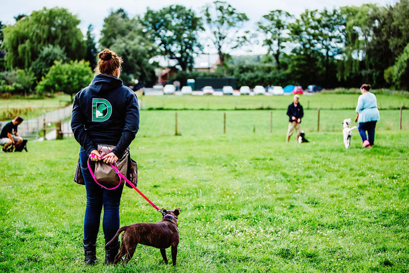 Puppy Training courses