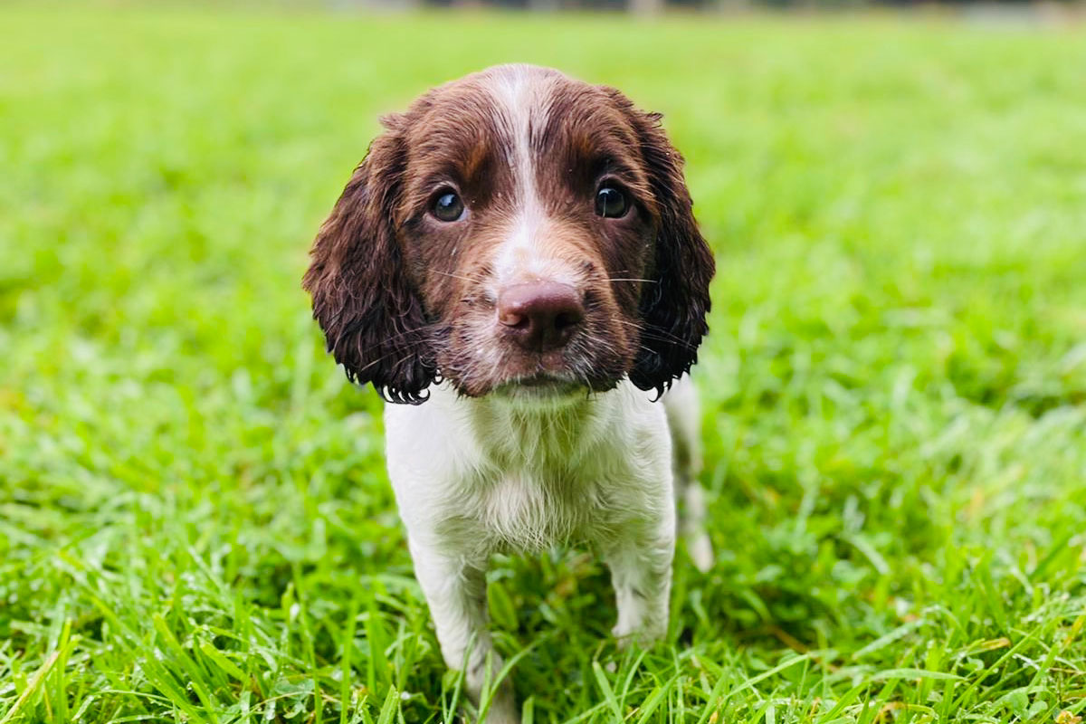 Puppy Training 1-1 Sessions